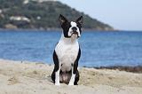 BOSTON TERRIER 336